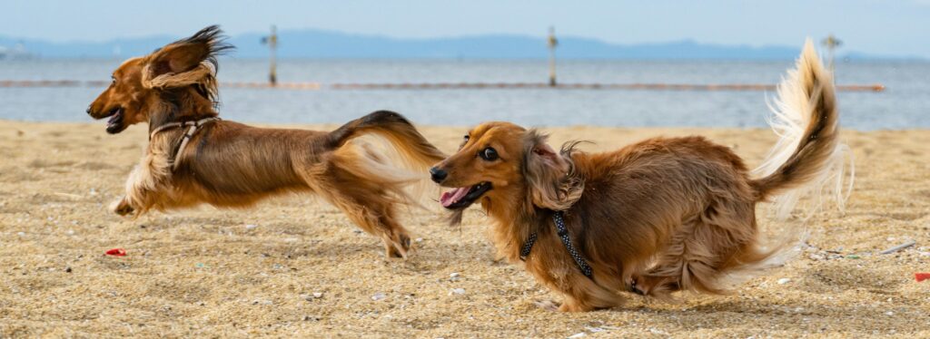 Zwei Dackel rennen über einen Strand