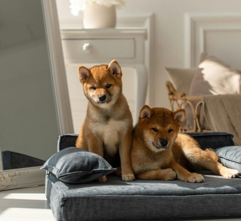 Zwei Shiba Inu Welpen sitzen in einer hübschen Wohnung