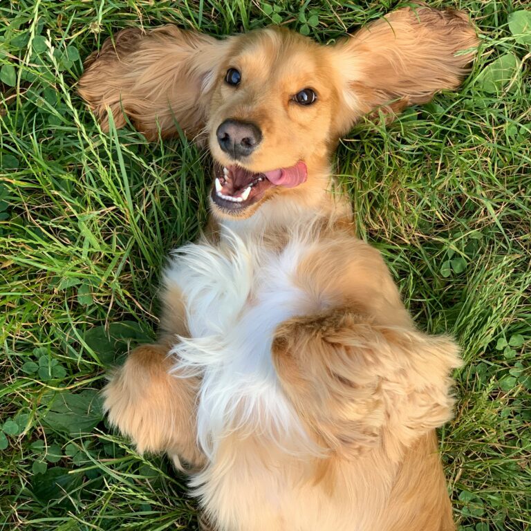 Ein junger Cocker-Spaniel liegt glücklich auf einer Wiese