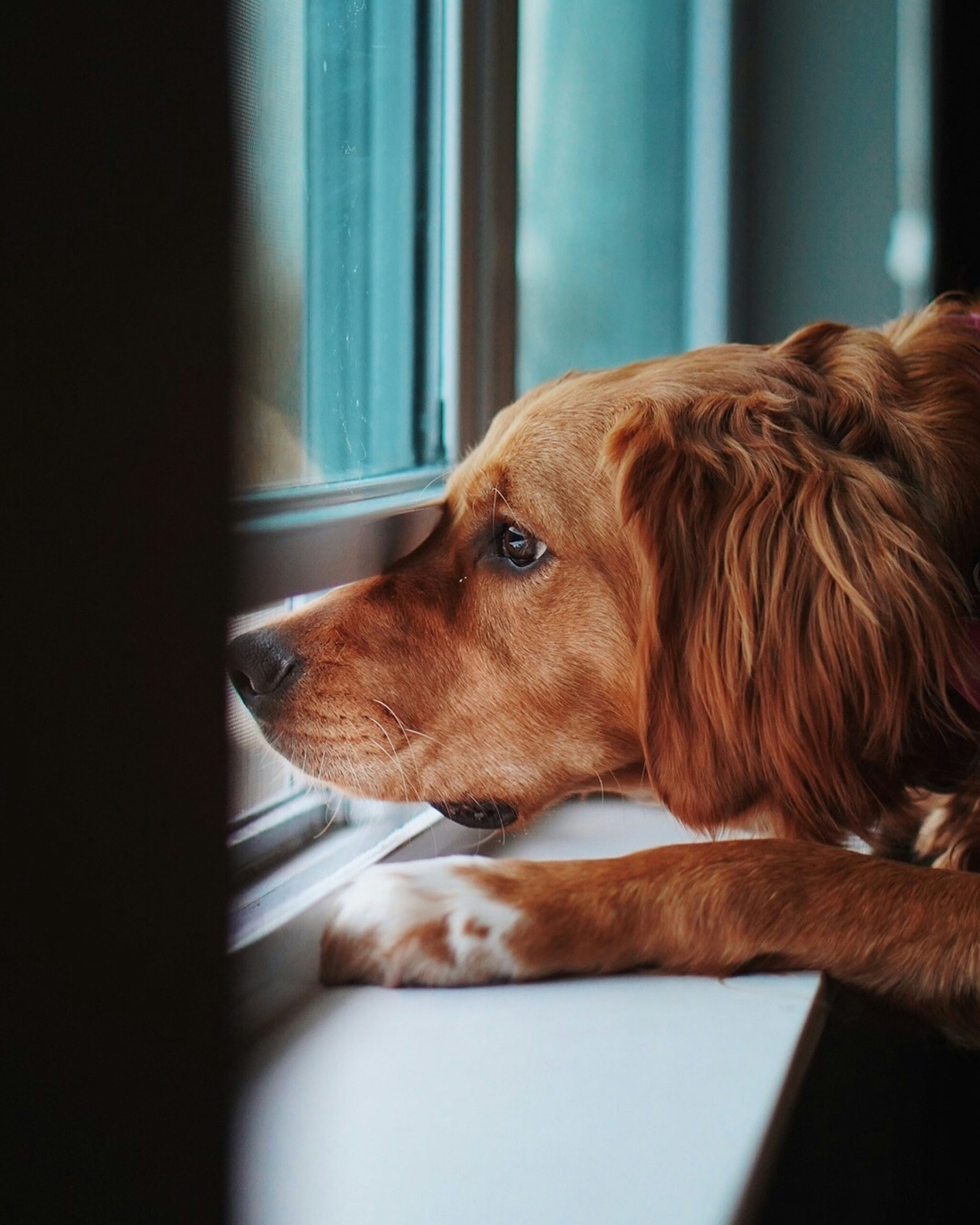 Ein Hund starrt angespannt aus dem Fenster